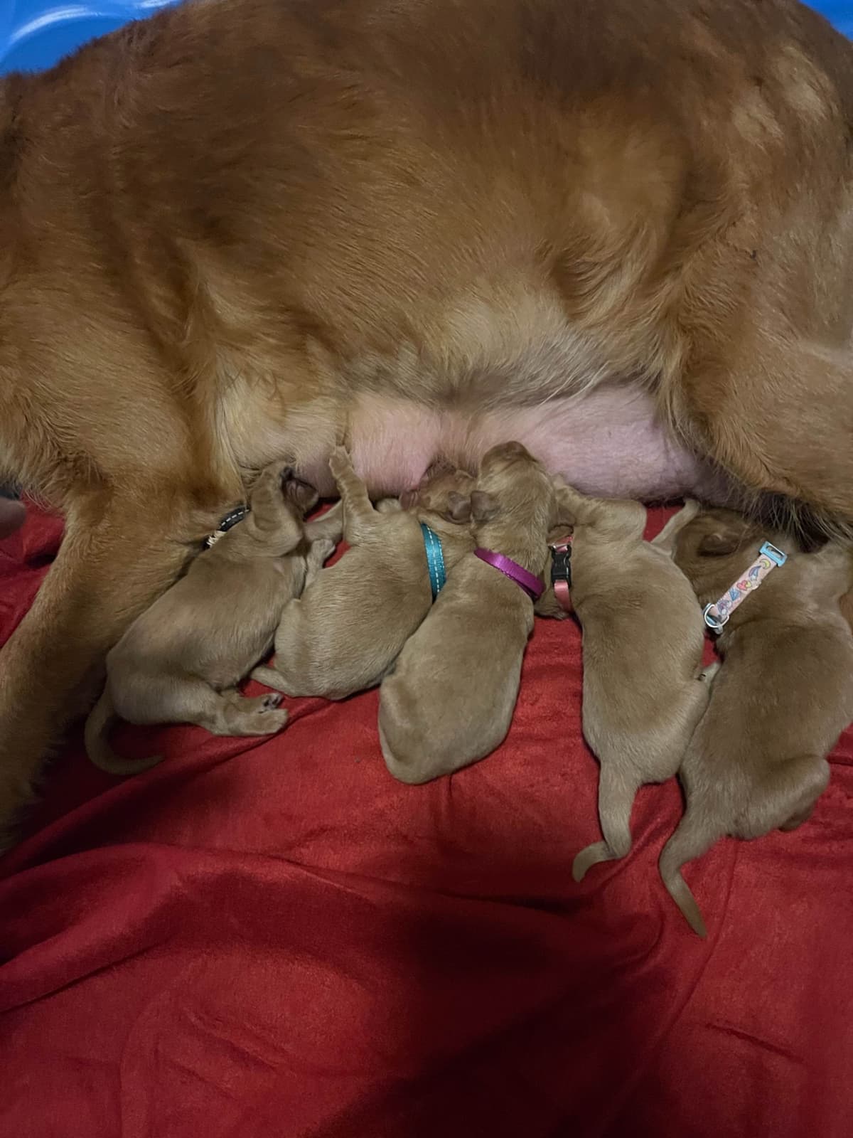 Golden Retriever Puppies breeder image 12