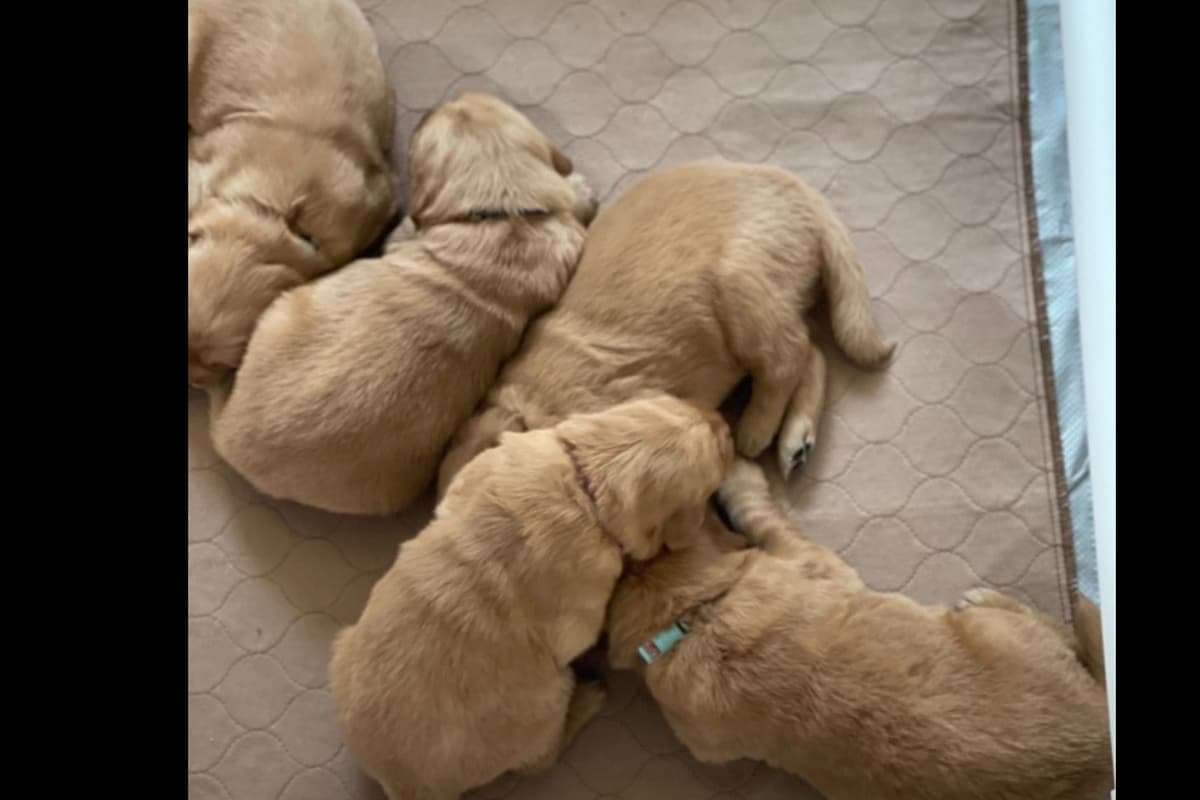 Golden Retriever Puppies breeder image 14