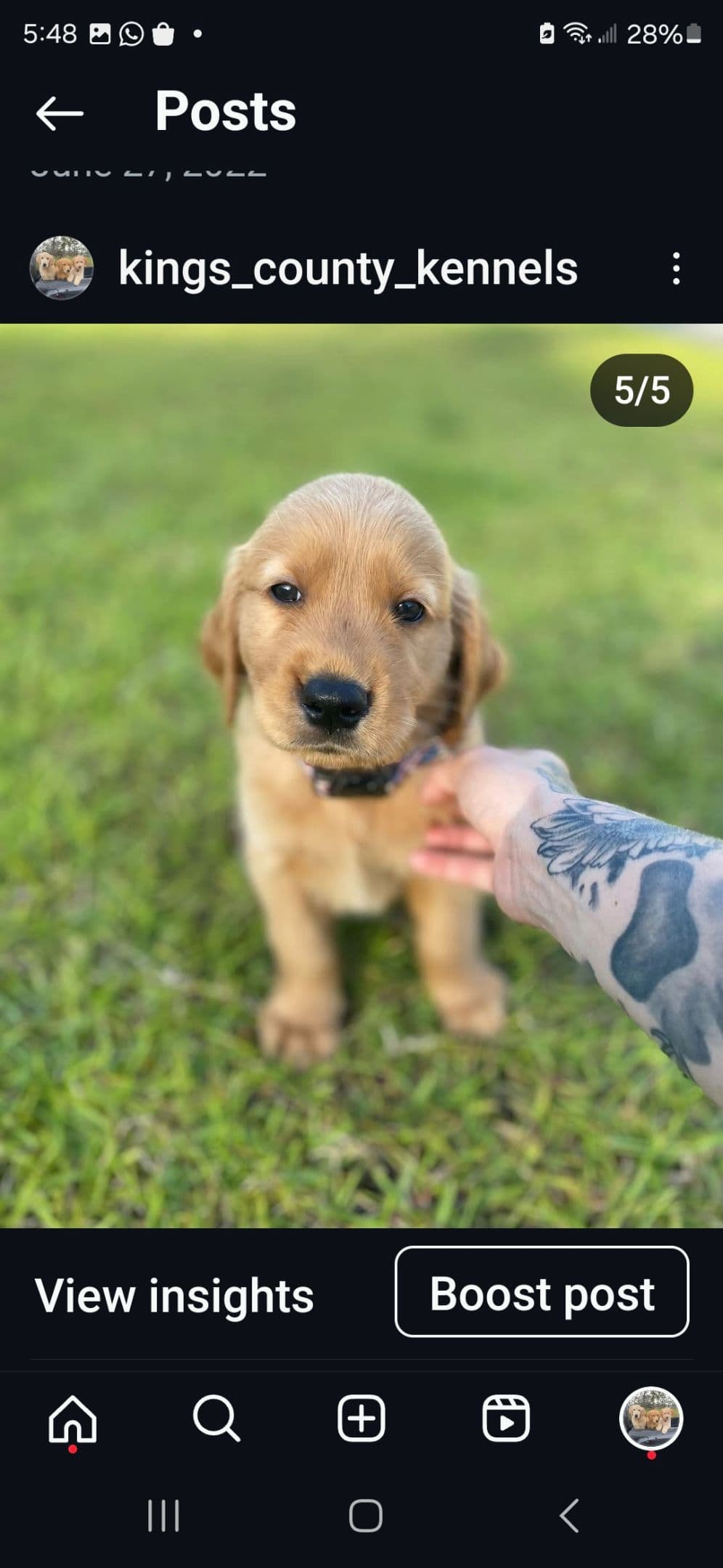 Golden Retriever Puppies breeder image 16