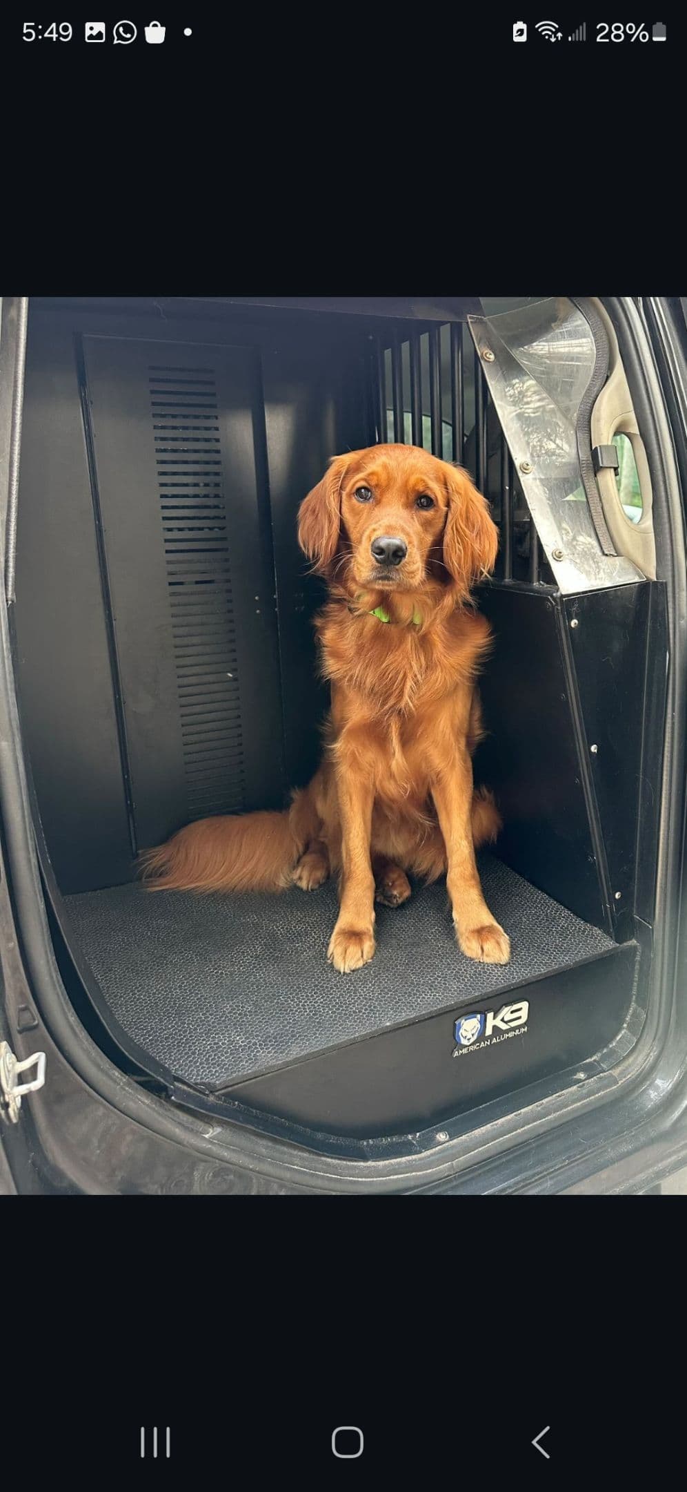 Golden Retriever Puppies breeder image 19