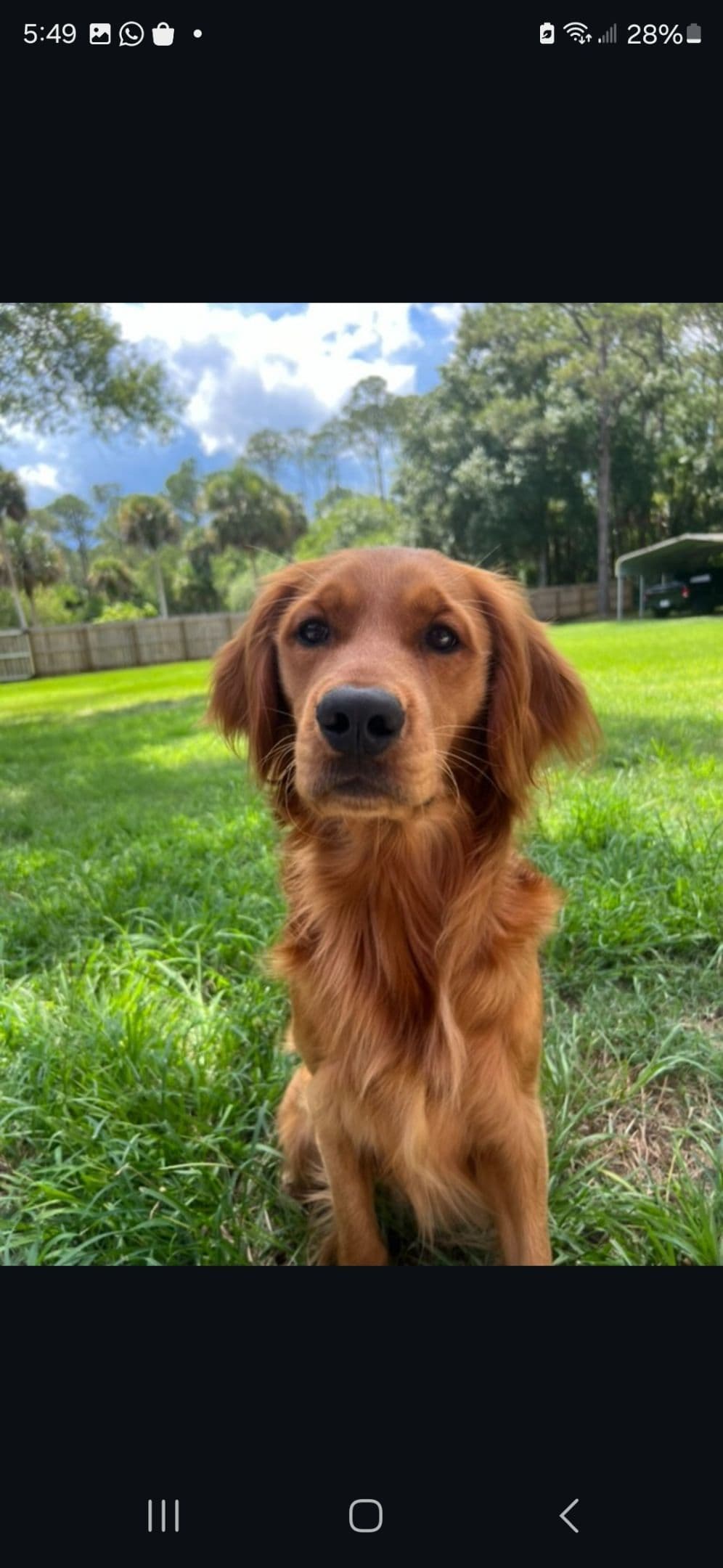 Golden Retriever Puppies breeder image 20