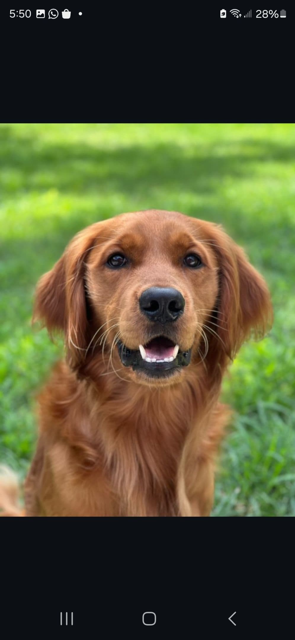 Golden Retriever Puppies breeder image 21