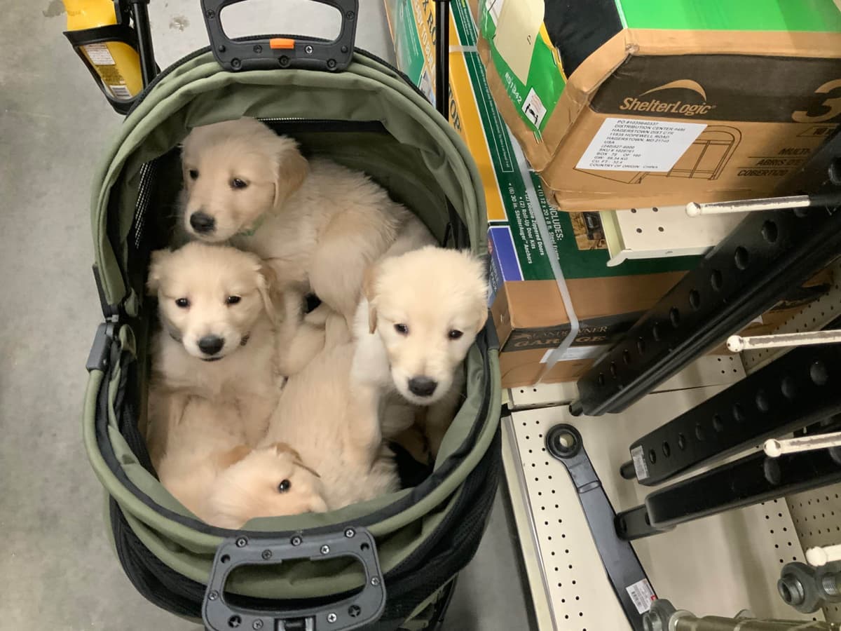 Golden Retriever Puppies breeder image 23