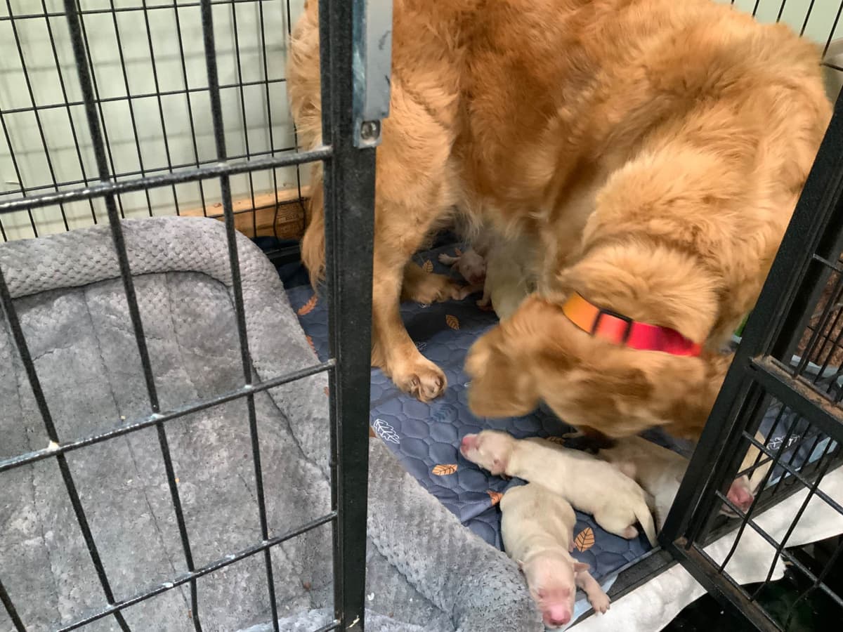 Golden Retriever Puppies breeder image 24