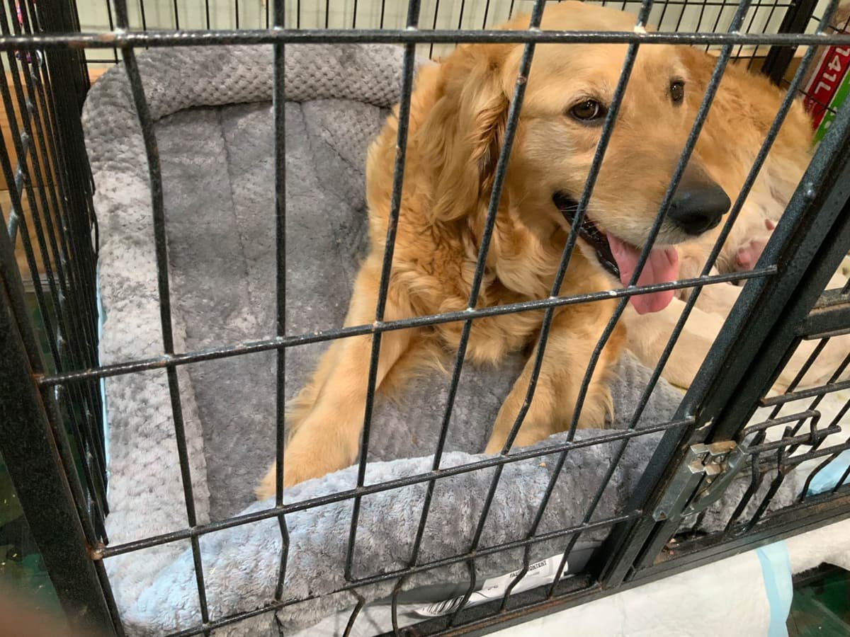 Golden Retriever Puppies breeder image 25