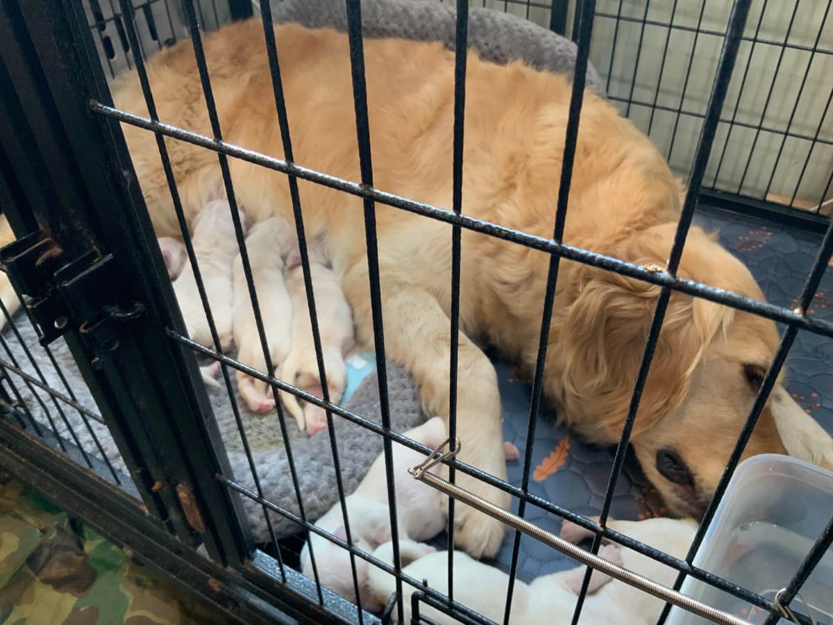 Golden Retriever Puppies breeder image 27