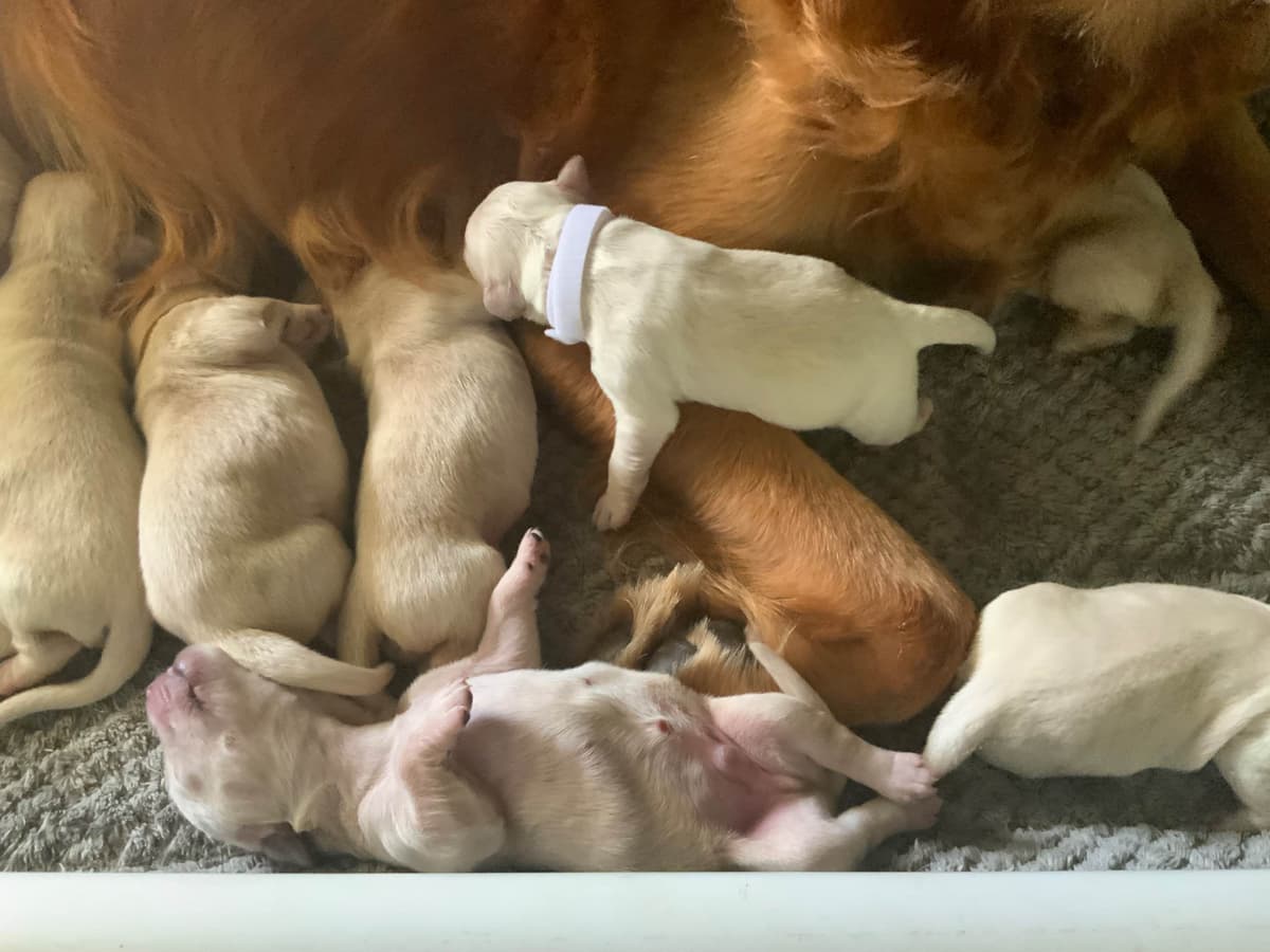Golden Retriever Puppies breeder image 28