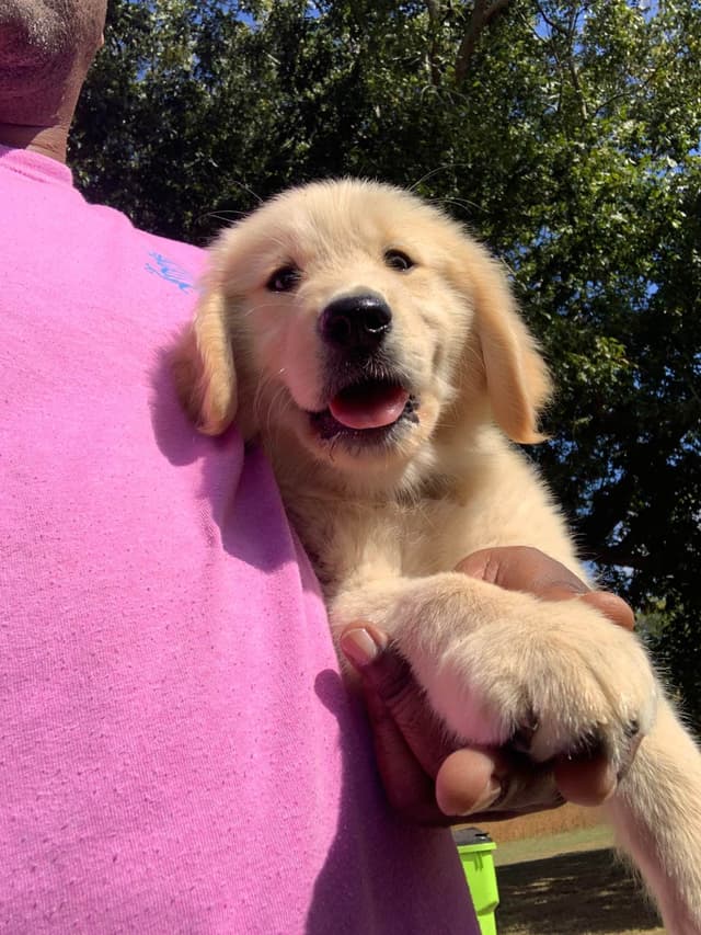 Golden Retriever Puppies media 2