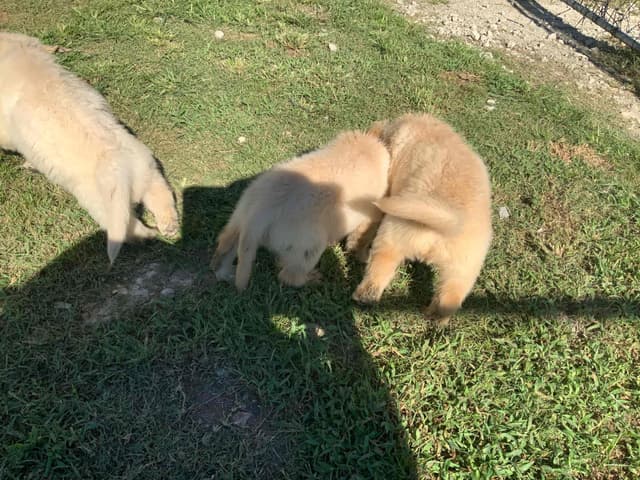 Golden Retriever Puppies media 4