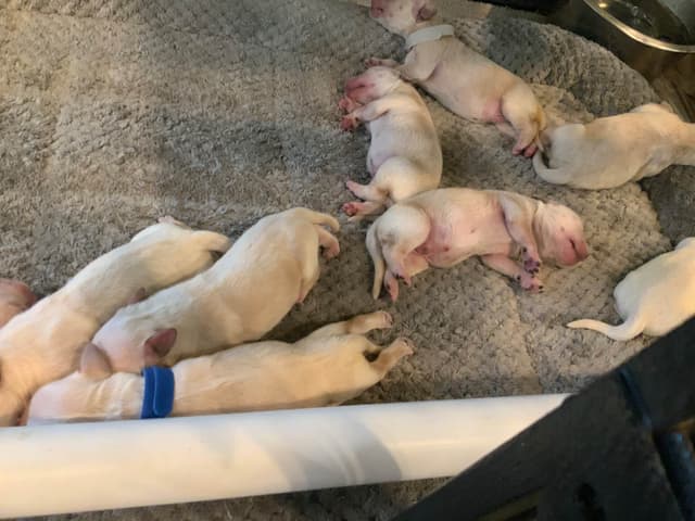 Golden Retriever Puppies media 5