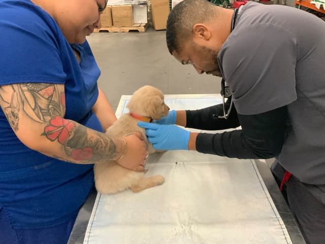 Golden Retriever Puppies media 10