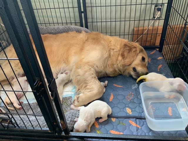 Golden Retriever Puppies media 9