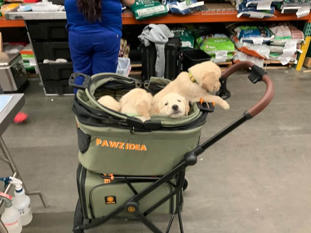 Golden Retriever Puppies media 12