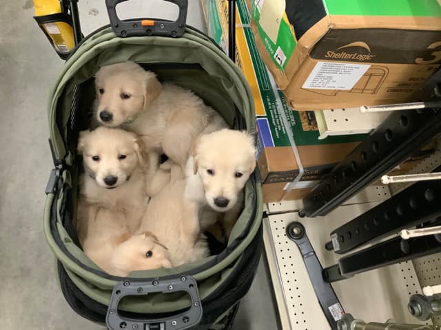 Golden Retriever Puppies media 11