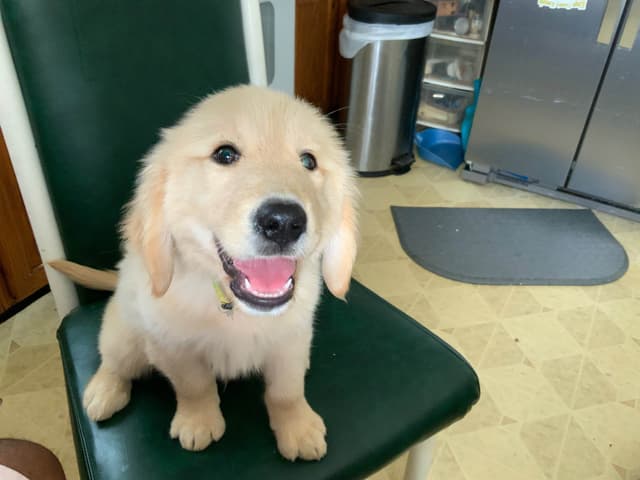 Golden Retriever Puppies media 4