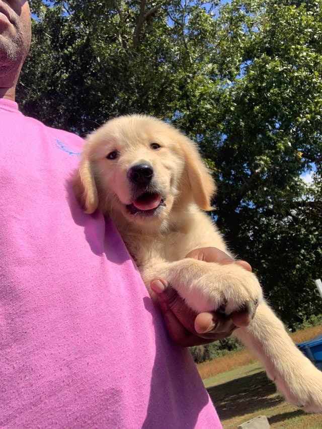 Golden Retriever Puppies media 5