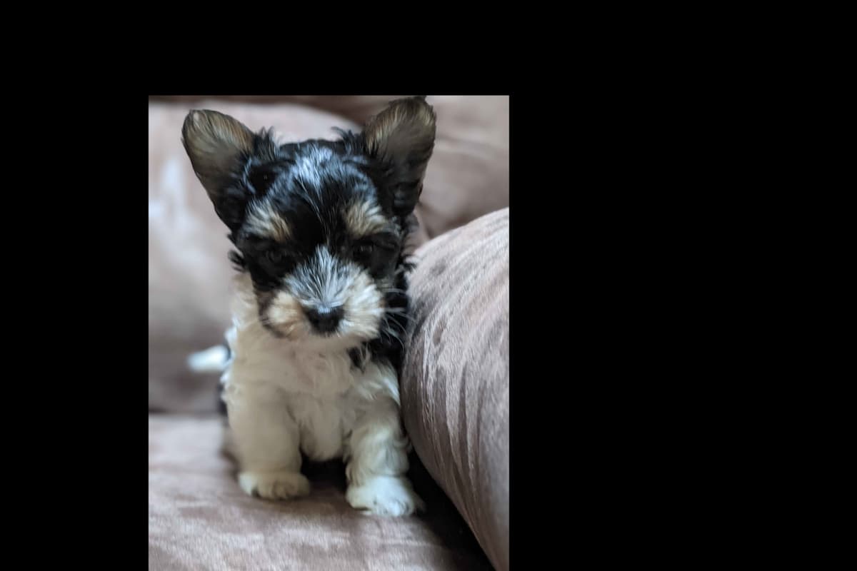 Biewer Terrier Puppies breeder image 1