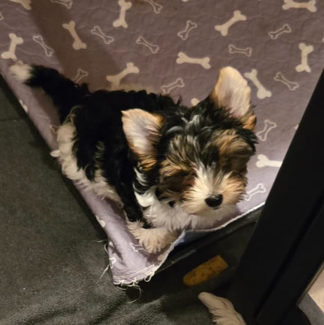 Biewer Terrier Puppies media 2