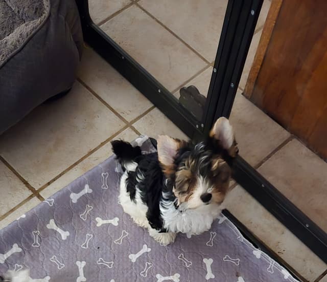 Biewer Terrier Puppies media 3