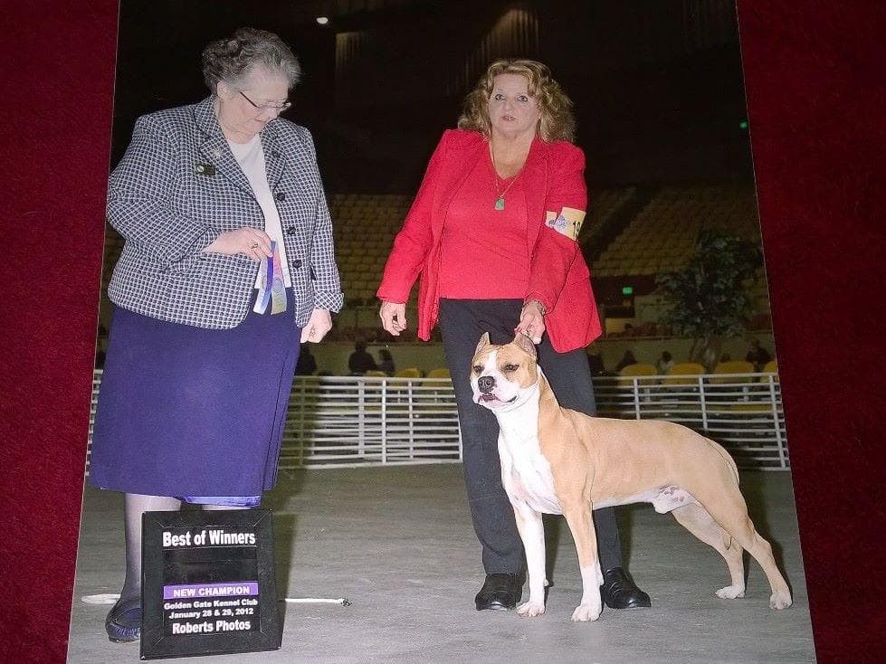 American Staffordshire Terrier Puppies breeder image 1
