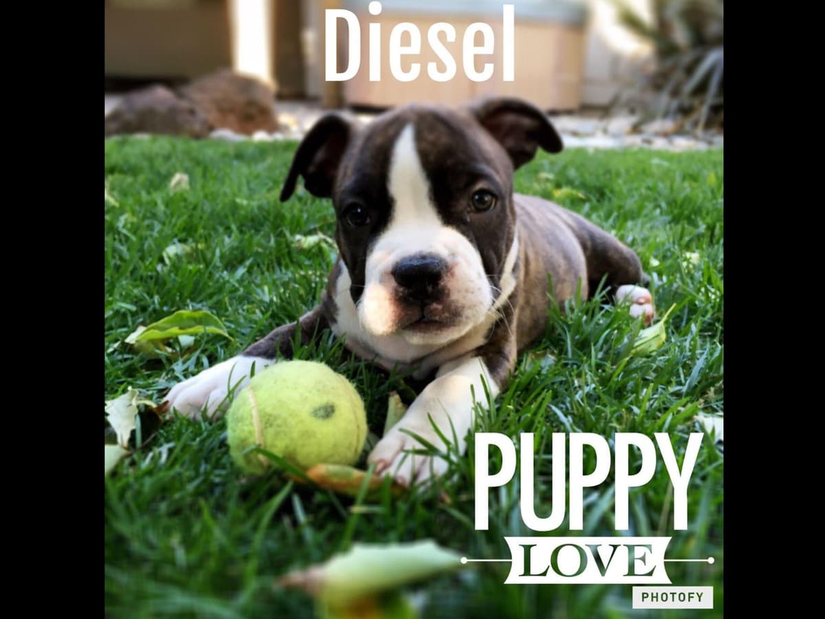 American Staffordshire Terrier Puppies breeder image 39