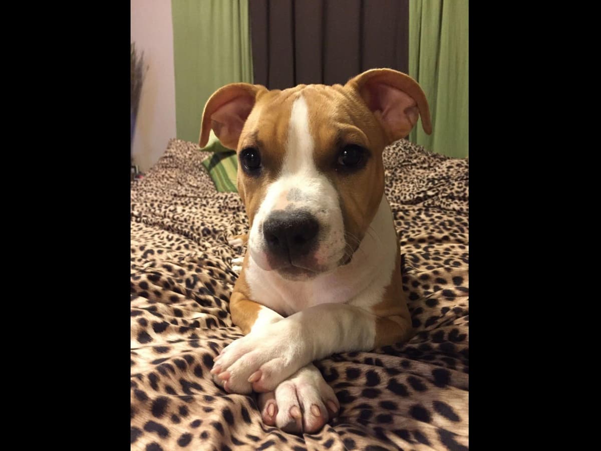 American Staffordshire Terrier Puppies breeder image 34