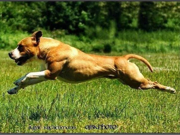 American Staffordshire Terrier Puppies breeder image 33