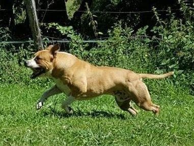 American Staffordshire Terrier Puppies breeder image 32