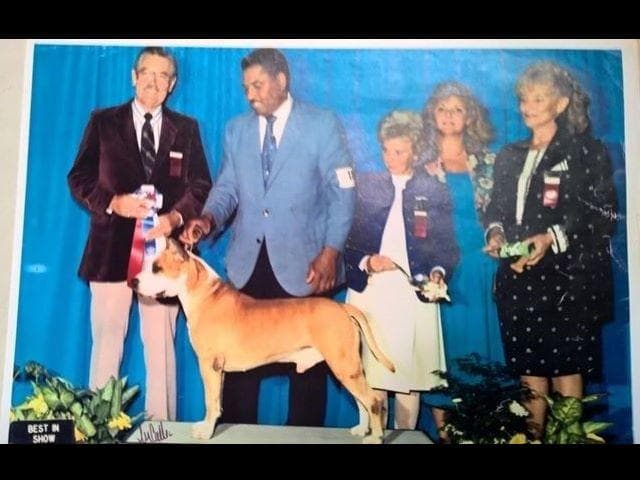 American Staffordshire Terrier Puppies breeder image 31
