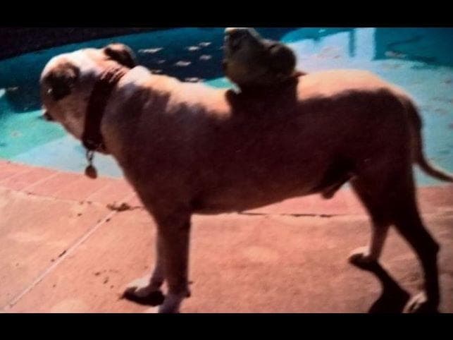 American Staffordshire Terrier Puppies breeder image 29
