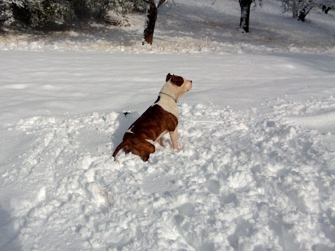 American Staffordshire Terrier Puppies breeder image 27