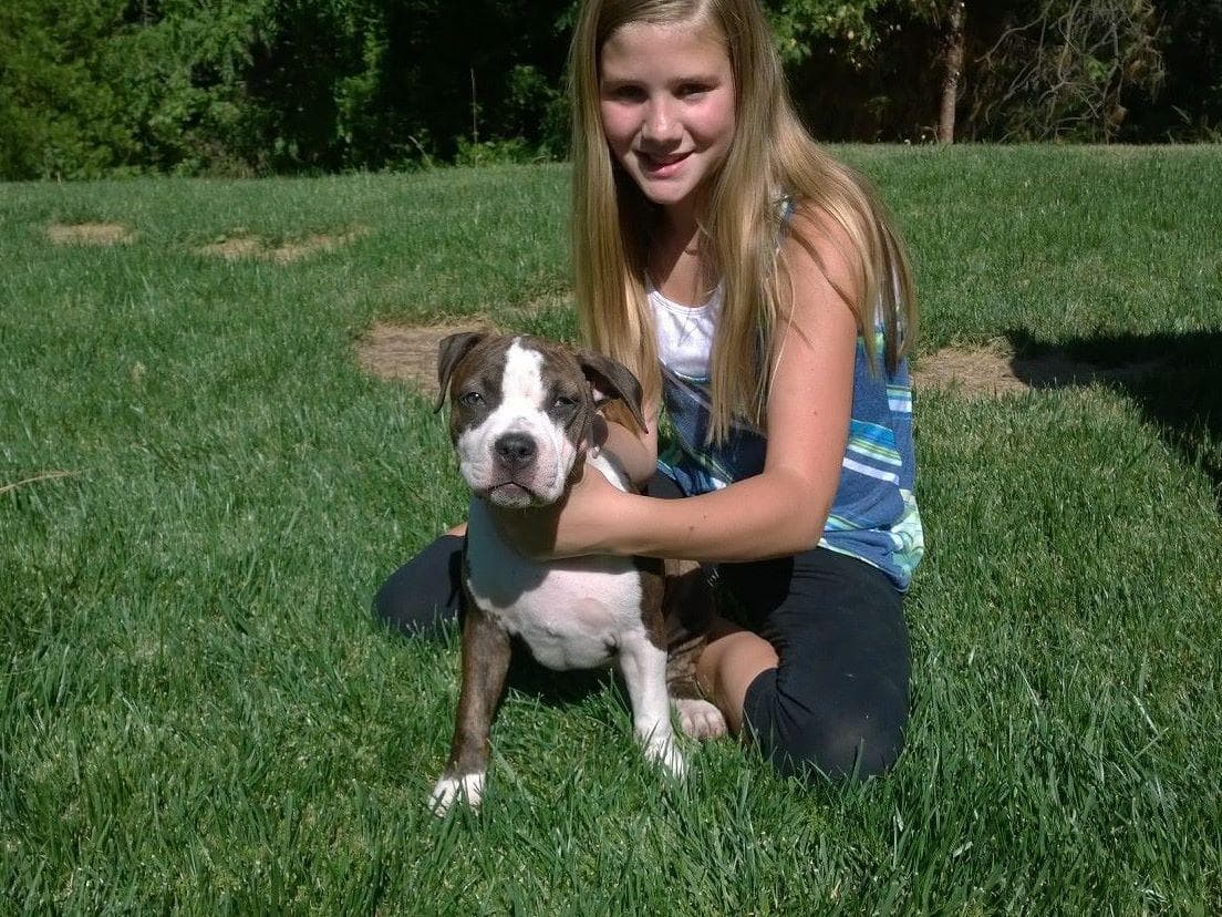 American Staffordshire Terrier Puppies breeder image 24