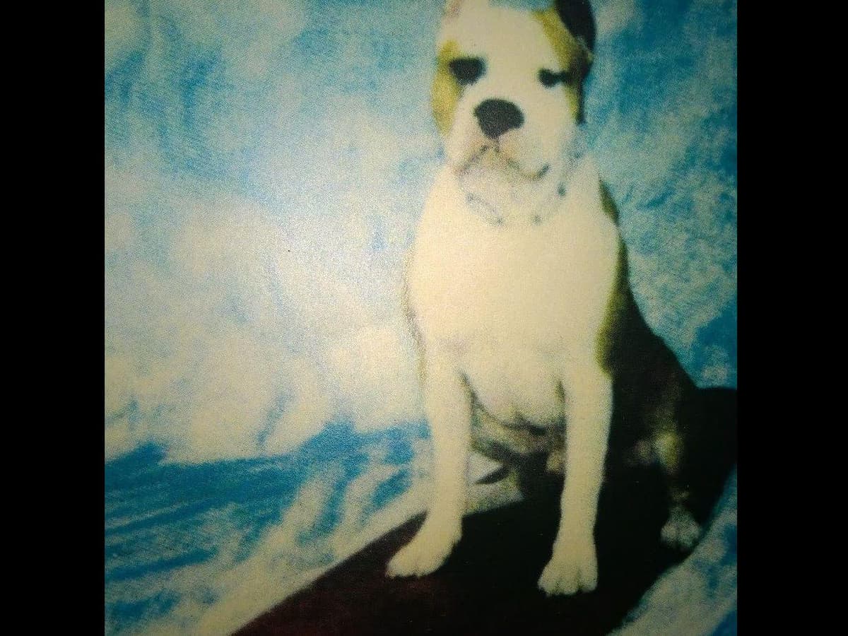 American Staffordshire Terrier Puppies breeder image 23