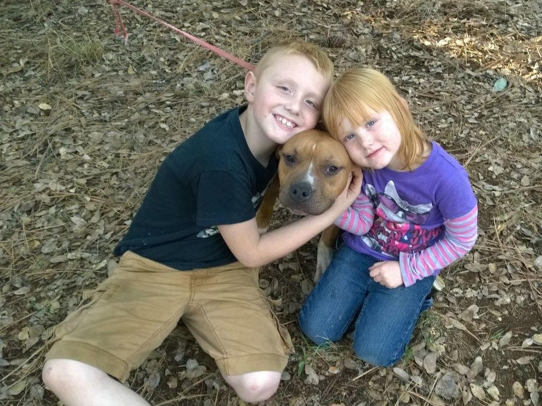 American Staffordshire Terrier Puppies breeder image 22