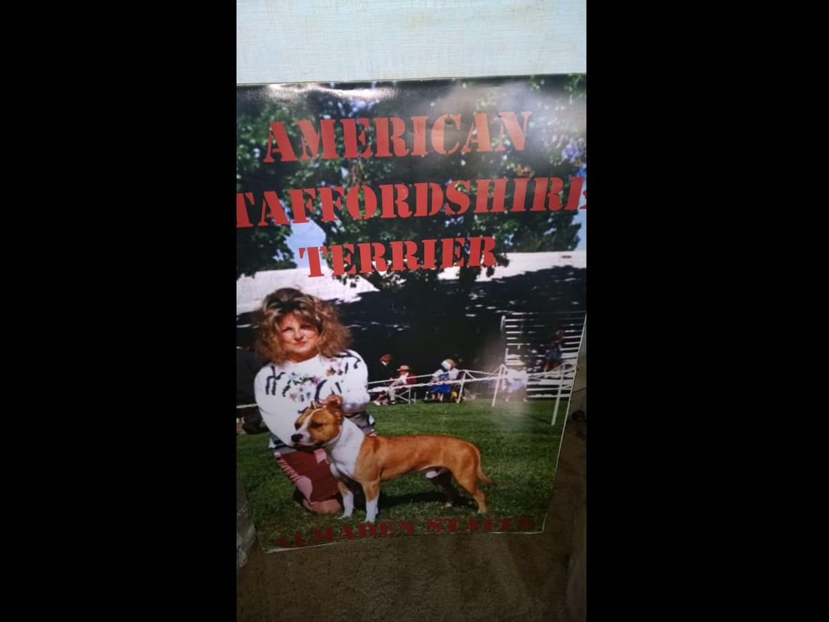 American Staffordshire Terrier Puppies breeder image 21