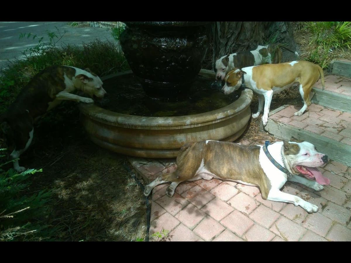 American Staffordshire Terrier Puppies breeder image 20