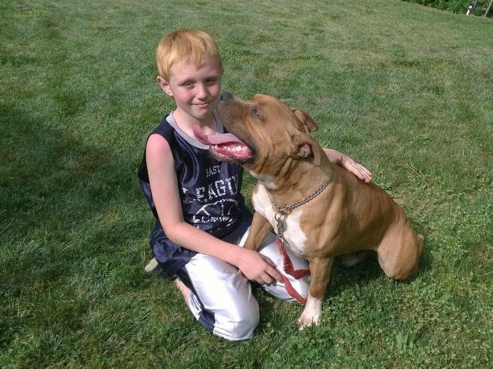 American Staffordshire Terrier Puppies breeder image 18