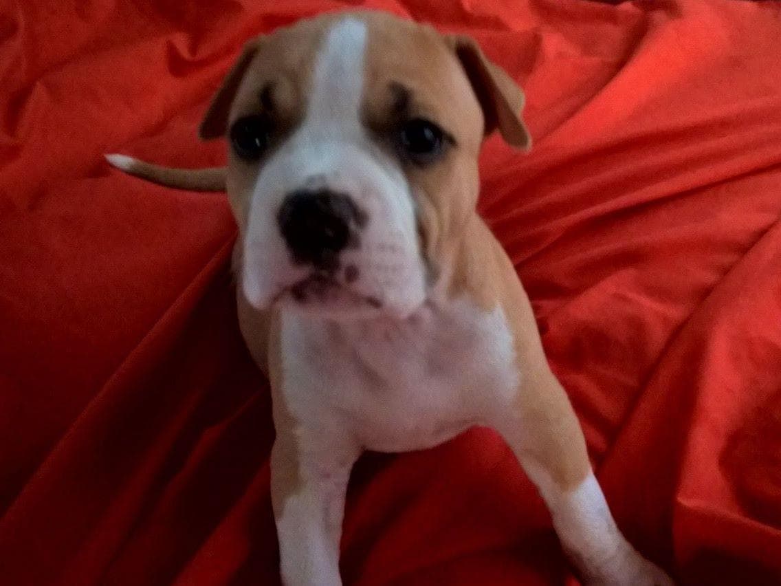 American Staffordshire Terrier Puppies breeder image 17