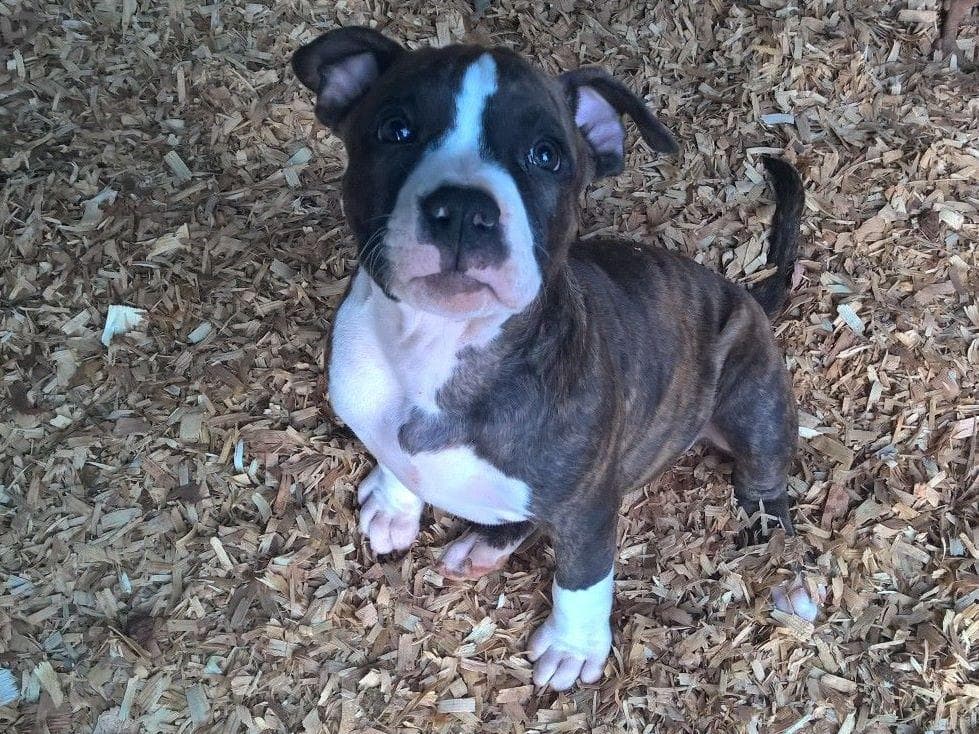 American Staffordshire Terrier Puppies breeder image 15