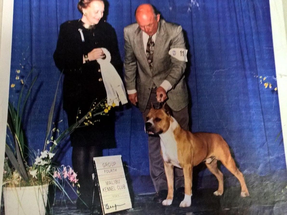 American Staffordshire Terrier Puppies breeder image 10