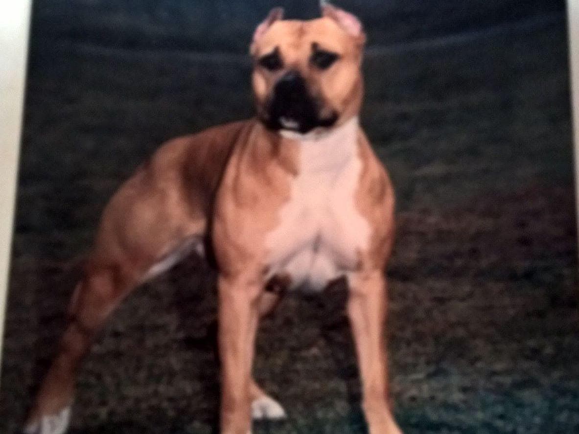 American Staffordshire Terrier Puppies breeder image 8