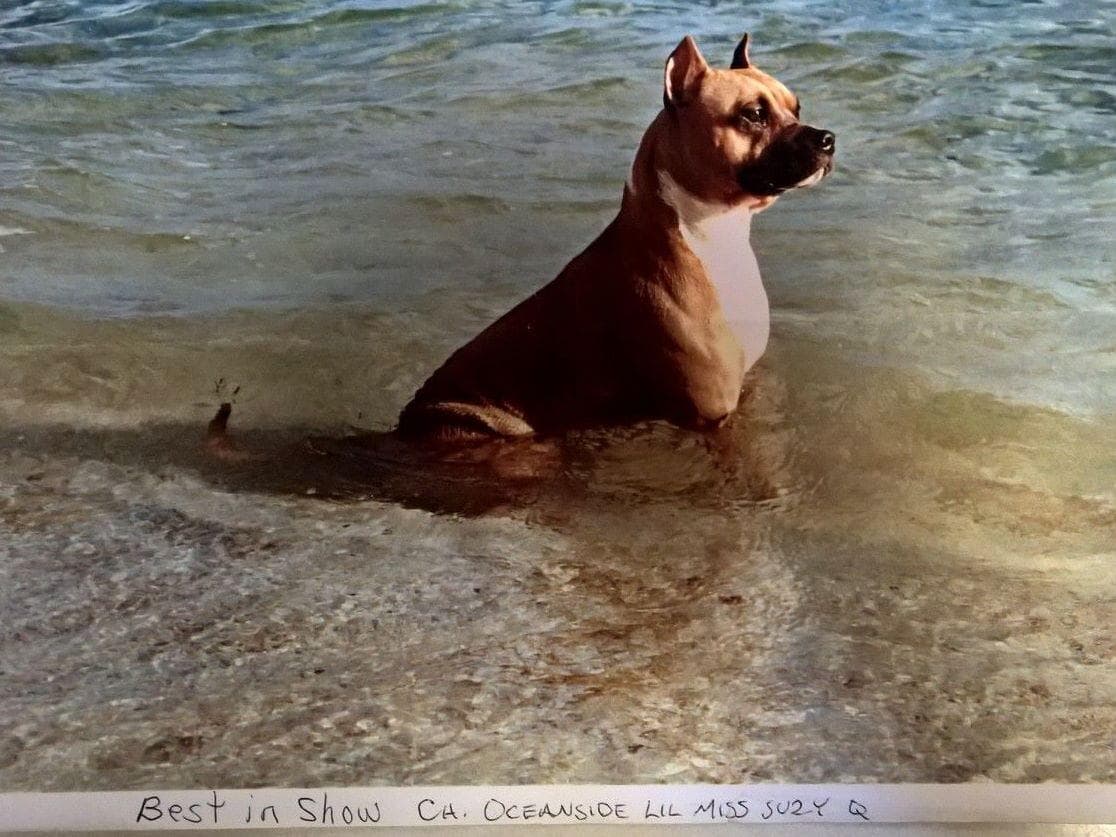 American Staffordshire Terrier Puppies breeder image 6