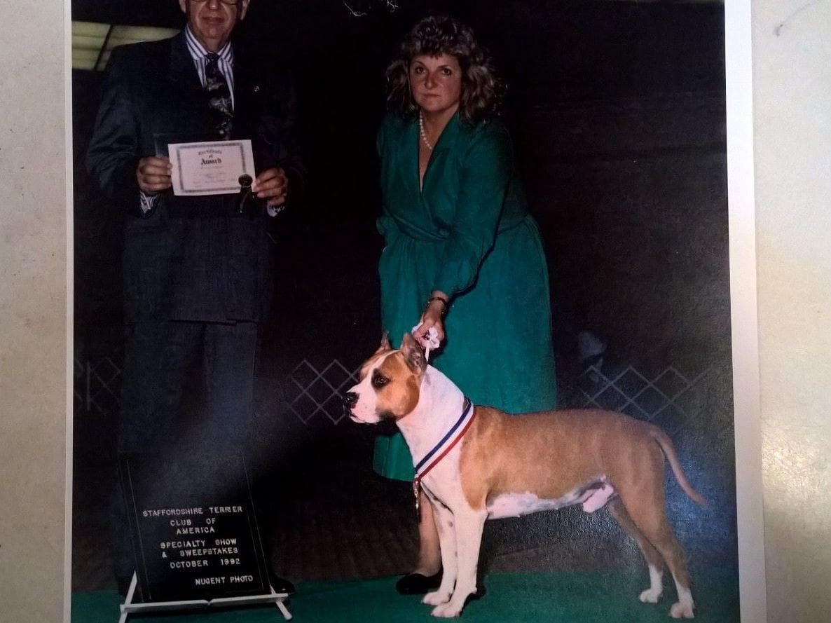 American Staffordshire Terrier Puppies breeder image 4