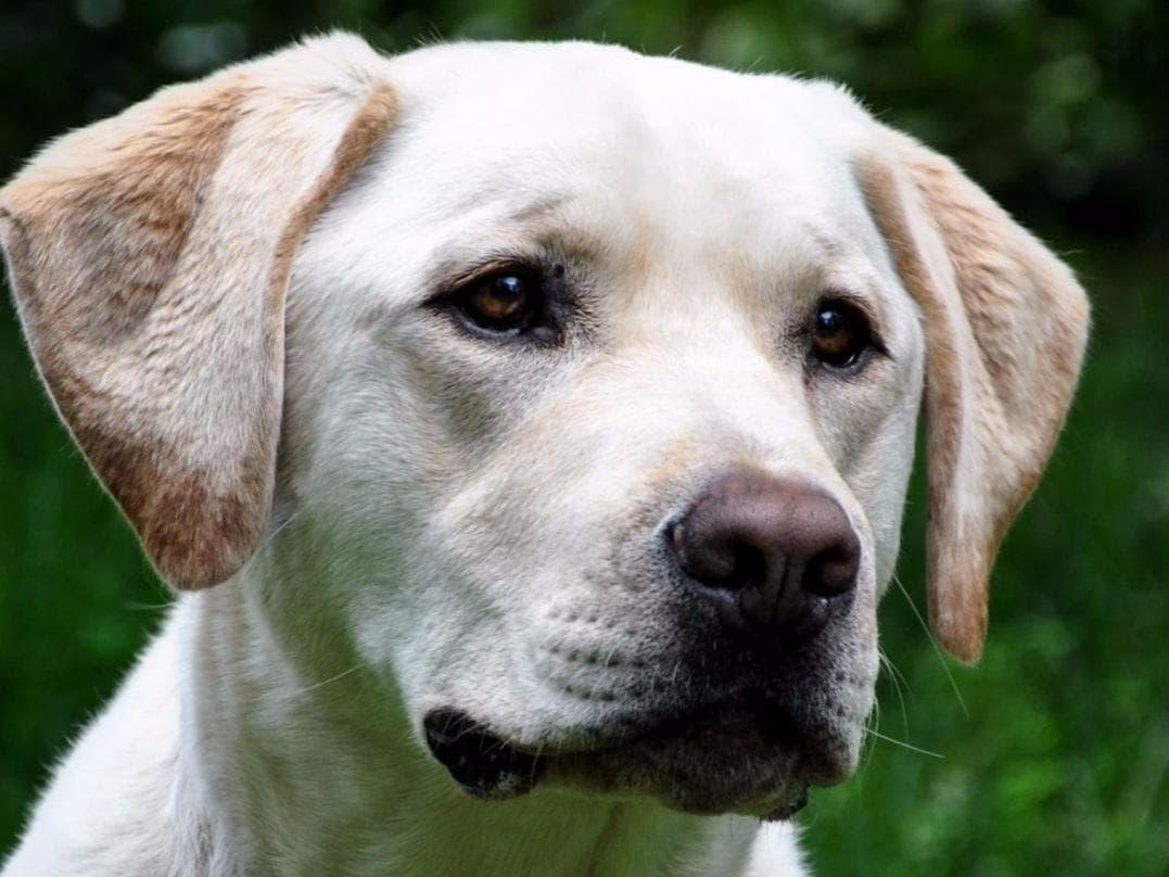 Labrador Retriever Puppies breeder image 3