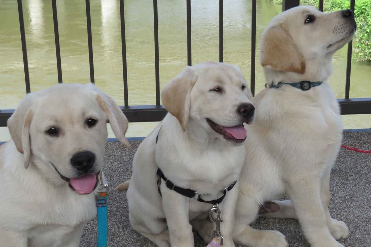 Labrador Retriever Puppies breeder image 9