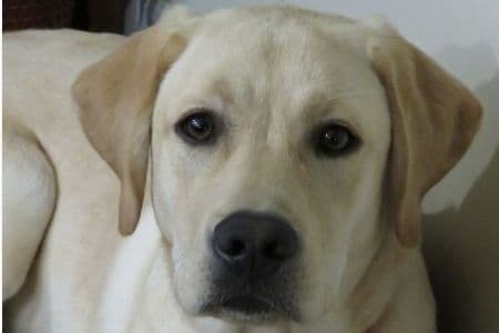 Labrador Retriever Puppies breeder image 4