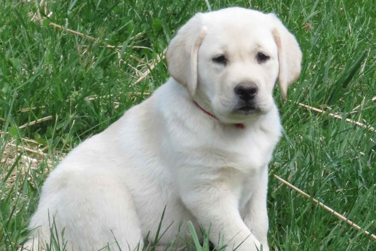 Labrador Retriever Puppies breeder image 5
