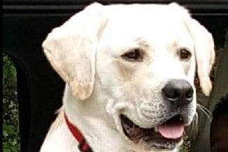 Labrador Retriever Puppies breeder image 7