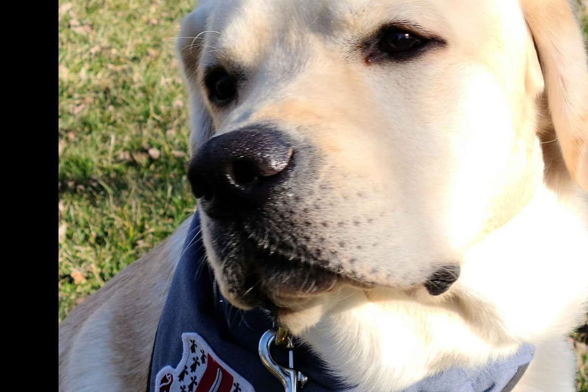 Labrador Retriever Puppies breeder image 1