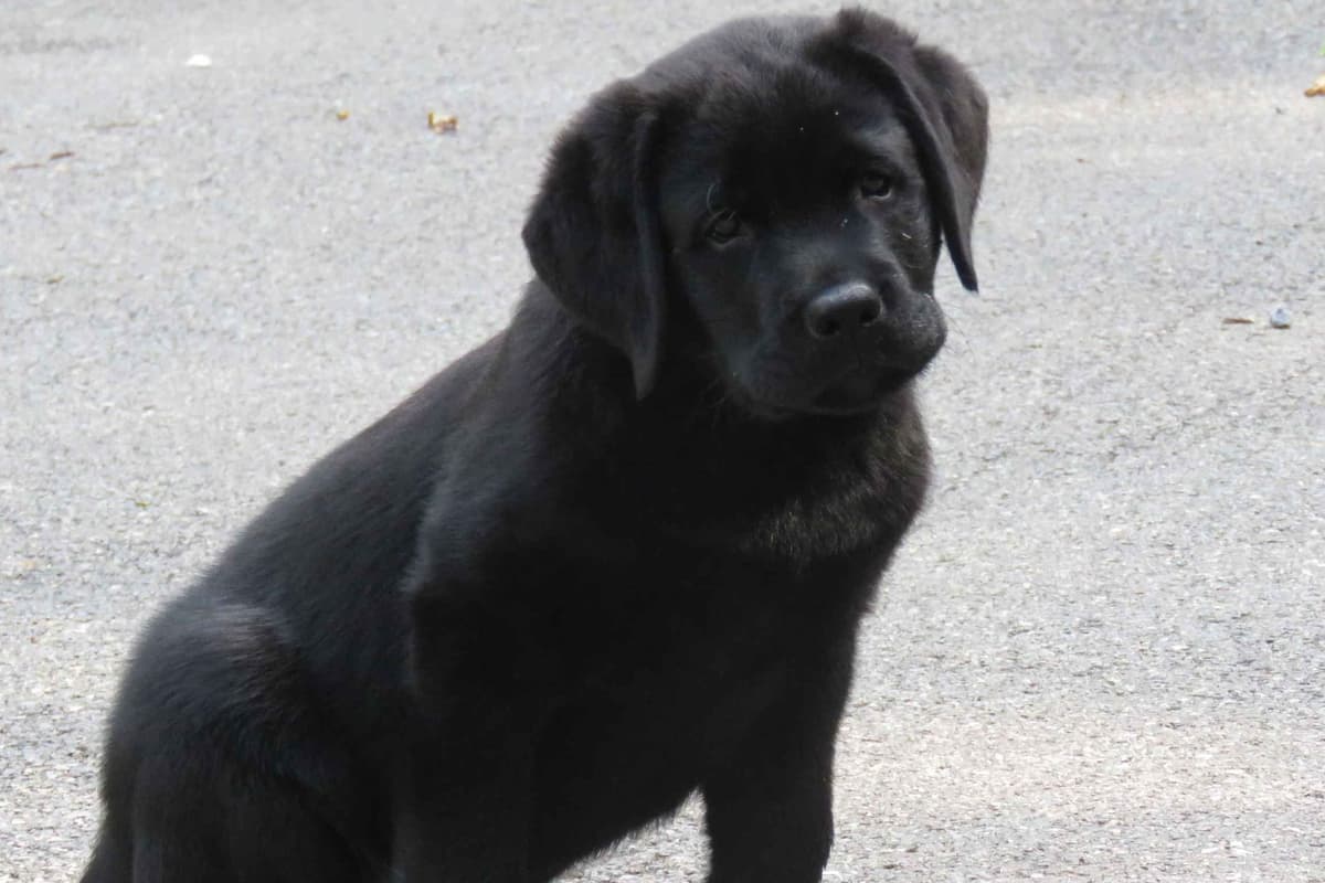 Labrador Retriever Puppies breeder image 6